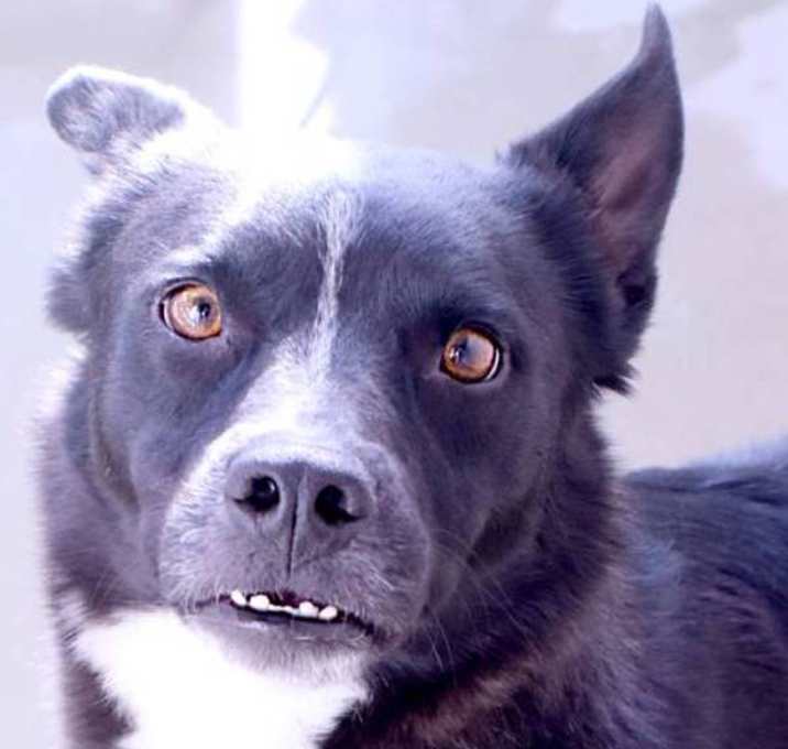 Photo of Chico