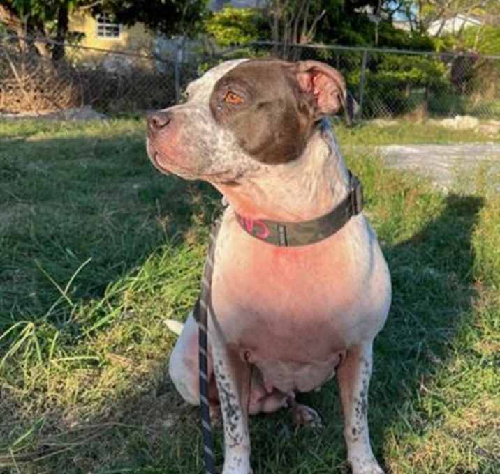 Photo of CALI