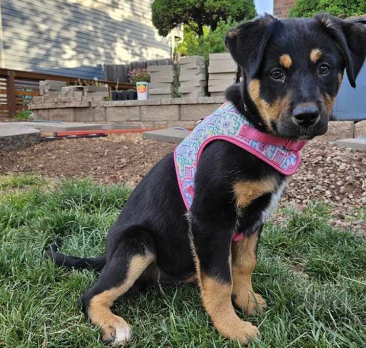 Photo of Nynaeve ***Foster Home***