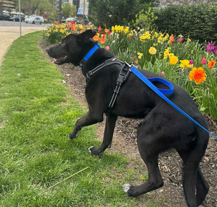 Photo of Jasper