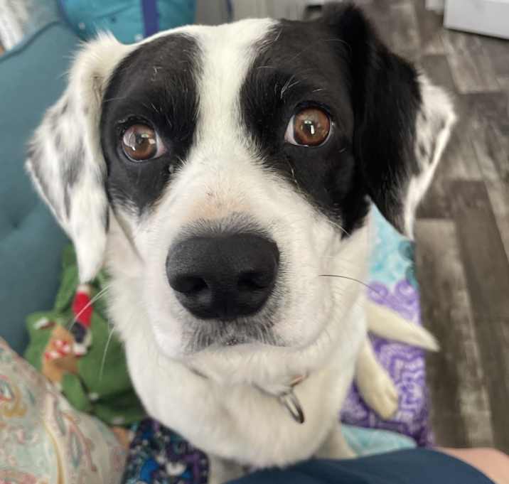 Photo of Bandit