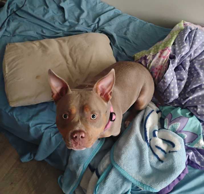 Photo of Trouble