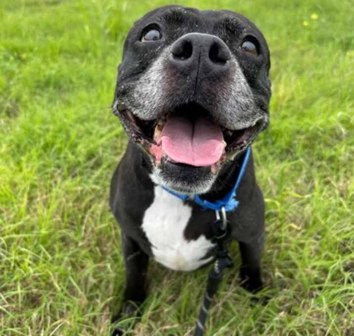 Photo of Jade (in foster)