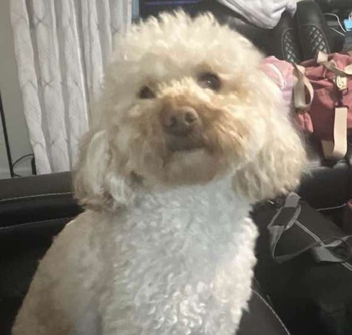 Photo of GINGER