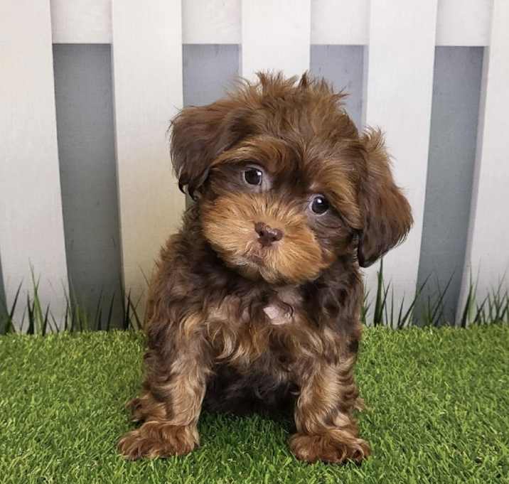 Photo of Bert