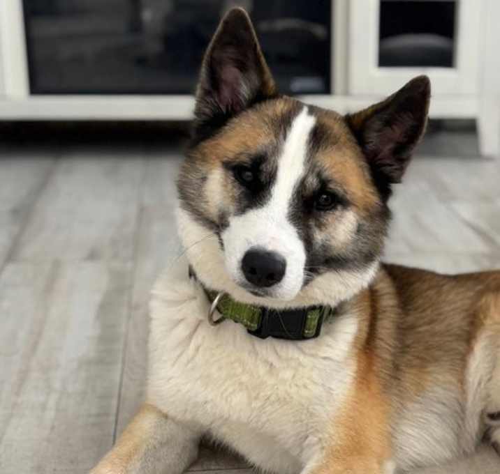 Photo of Balto