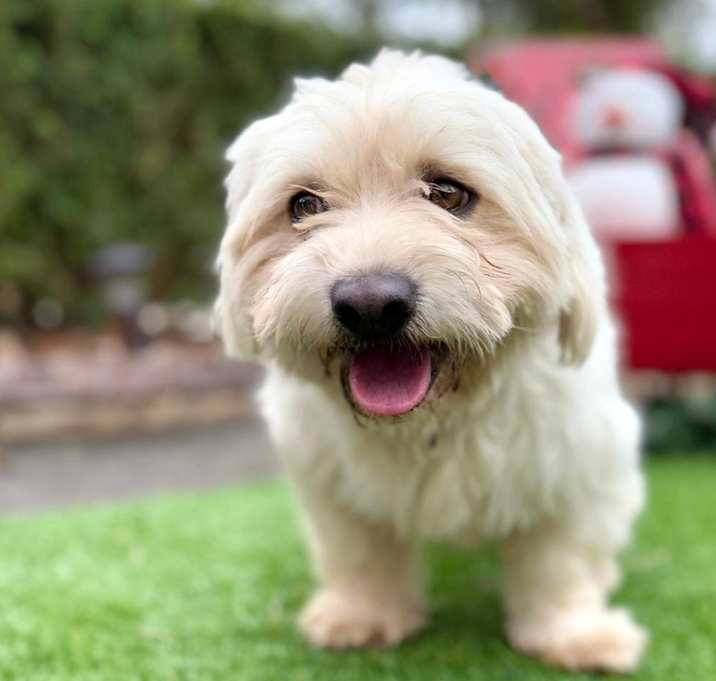 Photo of Fluffy
