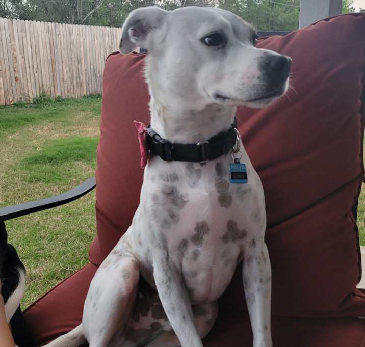 Photo of Cosmo