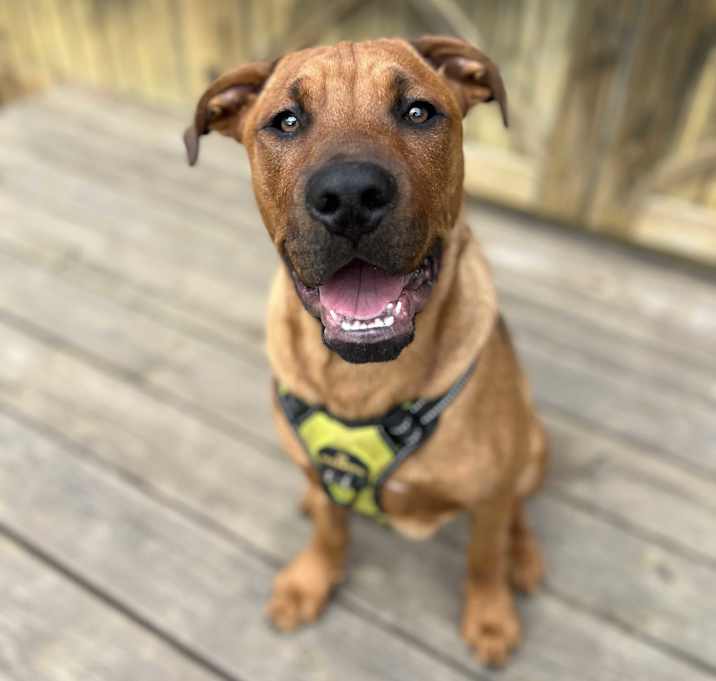 Photo of Brody