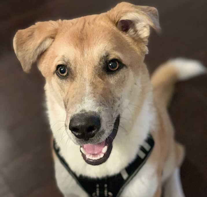 Photo of Jax