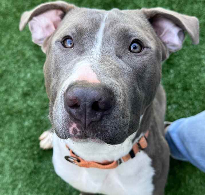 Photo of Brick