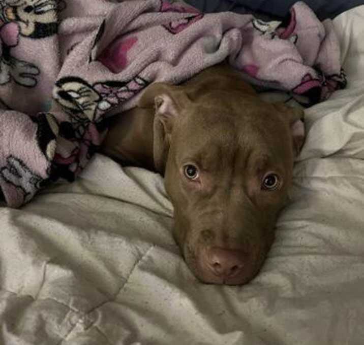 Photo of Rosie