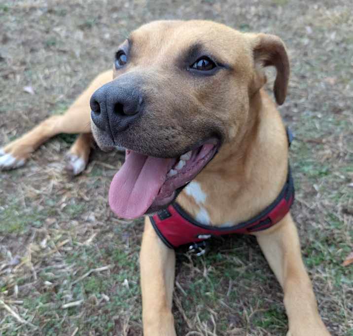 Photo of Red