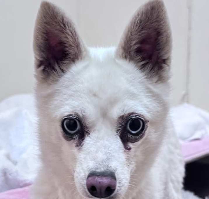Photo of Pearl
