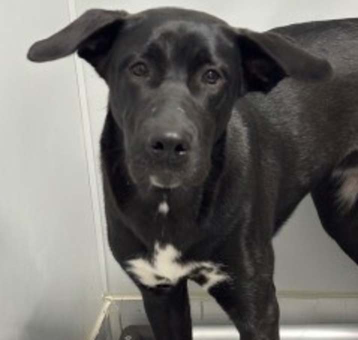 Photo of Roxie