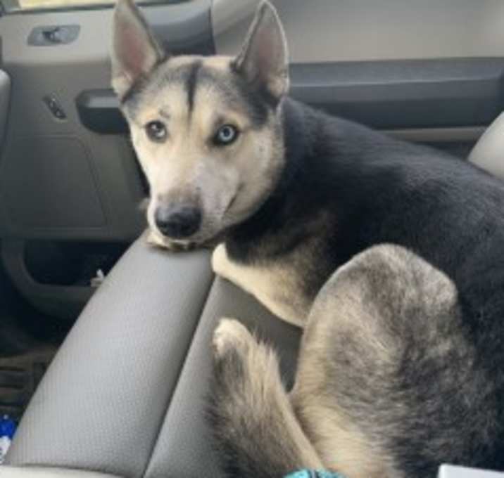 Photo of Suki