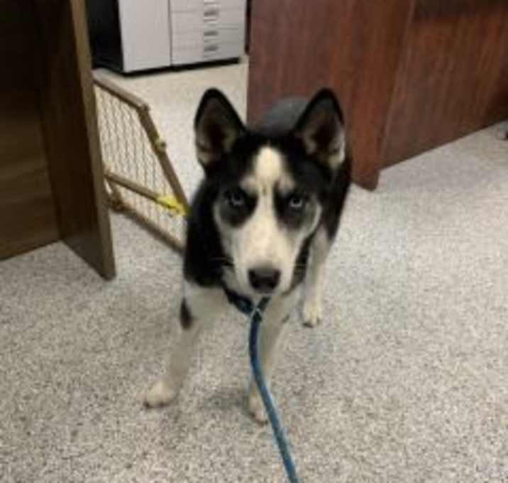 Photo of Stella