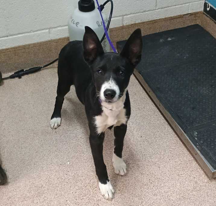 Photo of Lady Ears 