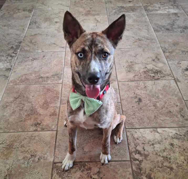 Photo of Rocky