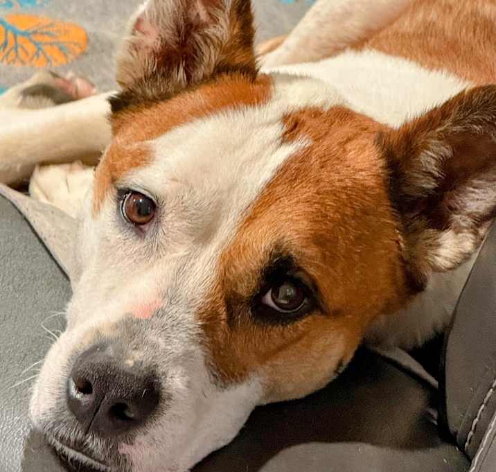 Photo of Bailey