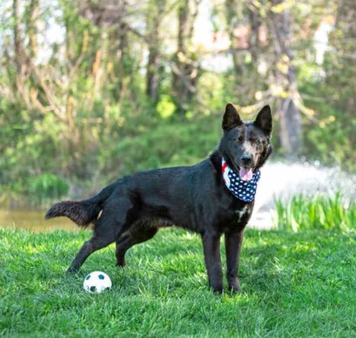 Photo of Dante