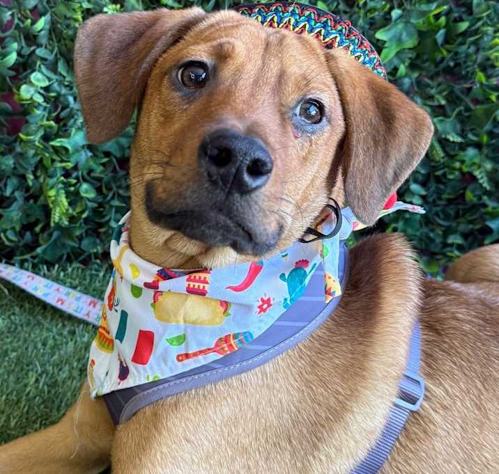 Photo of Koda