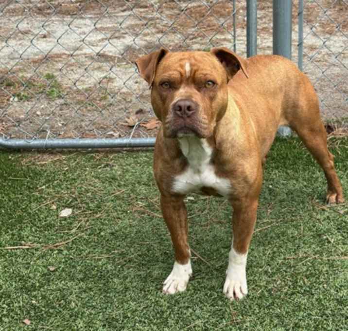 Photo of Honey