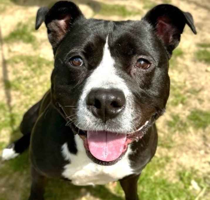 Photo of Koda