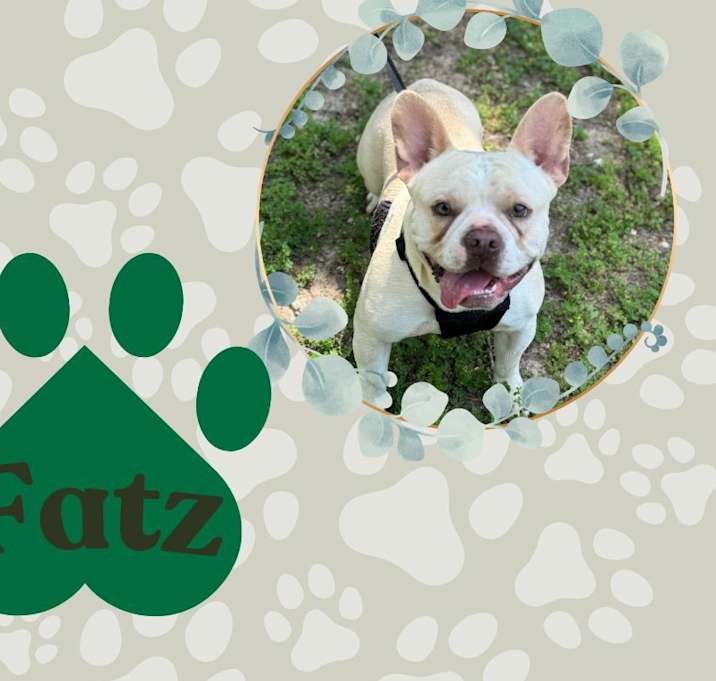 Photo of Fatz