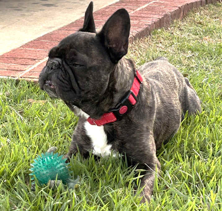 Photo of Lancelot