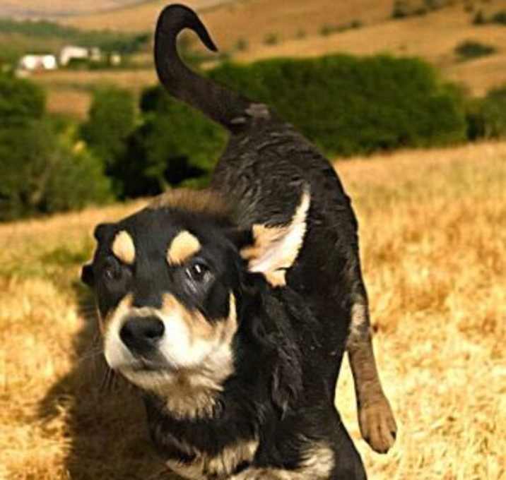 Photo of SHORTY