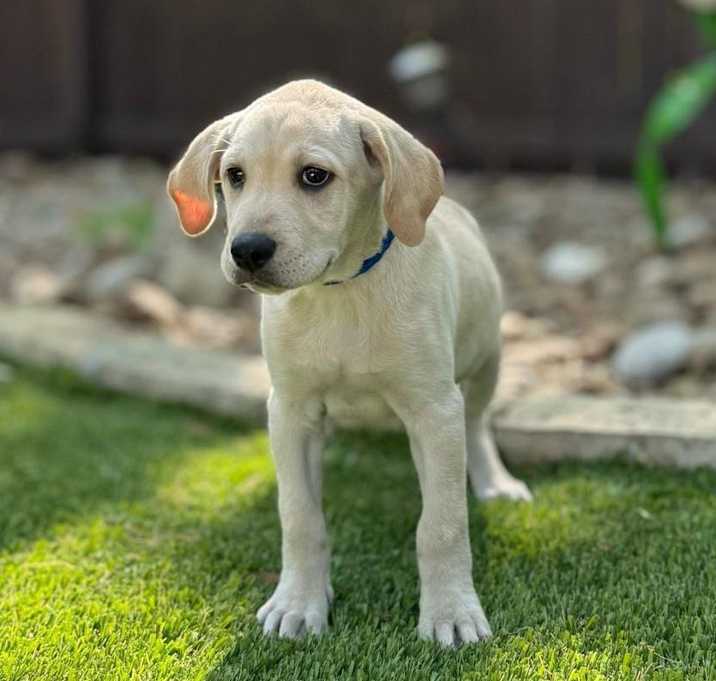 Photo of Moose