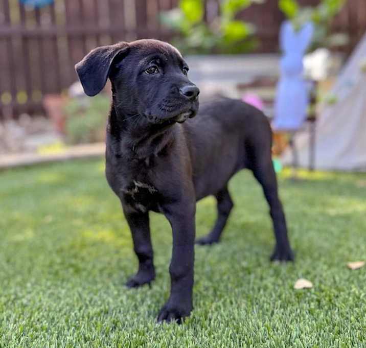Photo of Raider