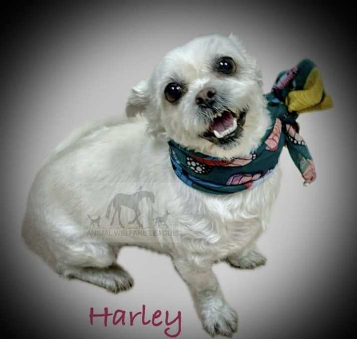 Photo of HARLEY