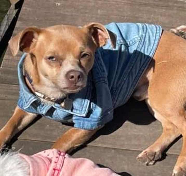 Photo of Rocco
