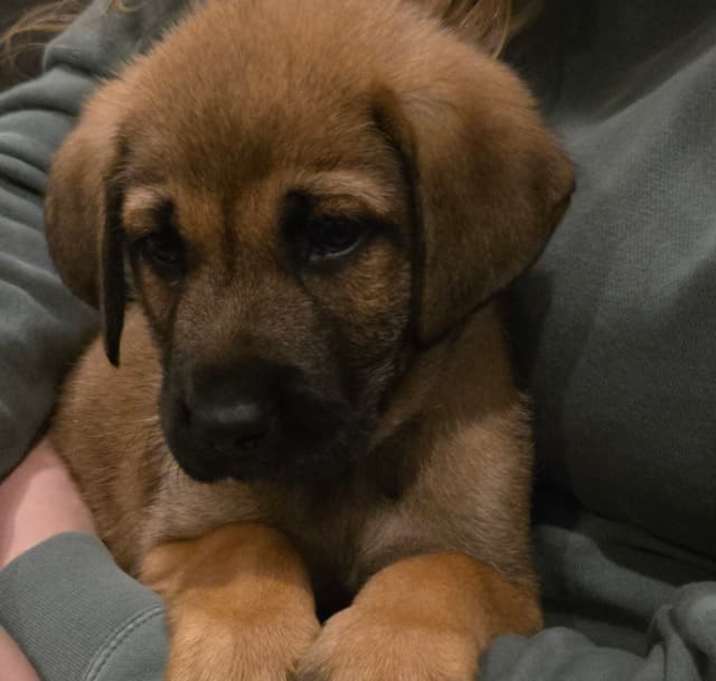 Photo of Tulip