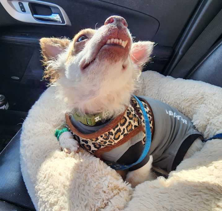Photo of Amber