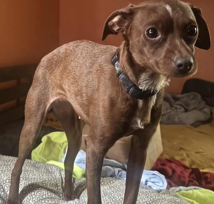 Photo of Dot
