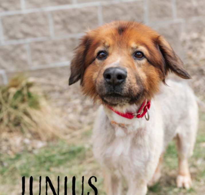 Photo of Junius