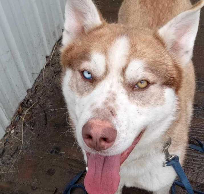Photo of Koda