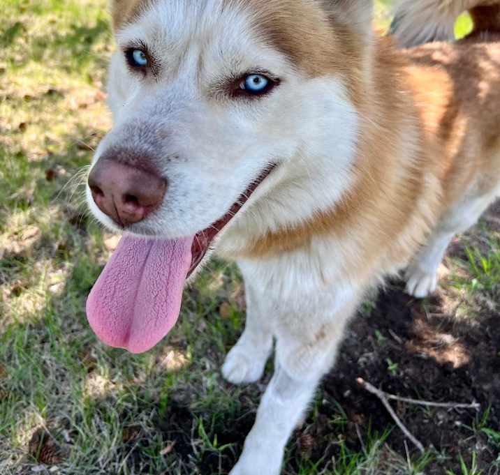 Photo of Toby