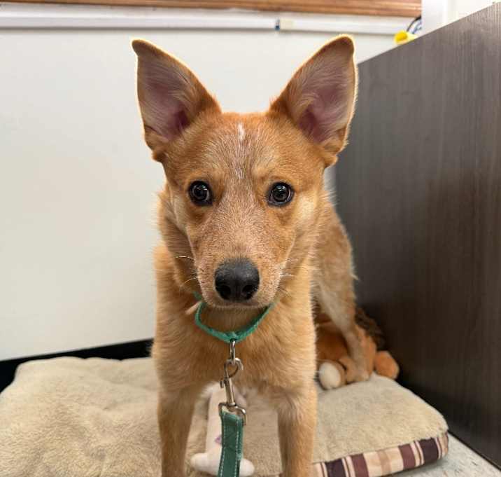 Photo of Copper