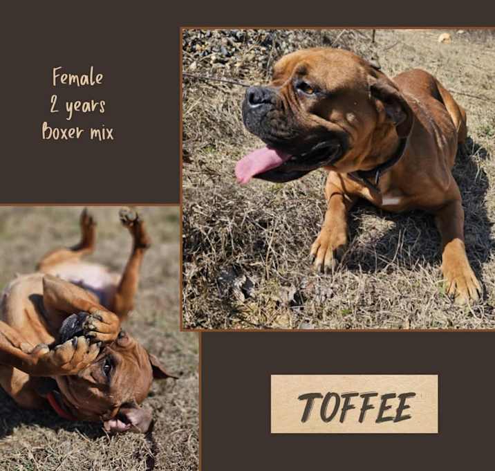 Photo of Toffee