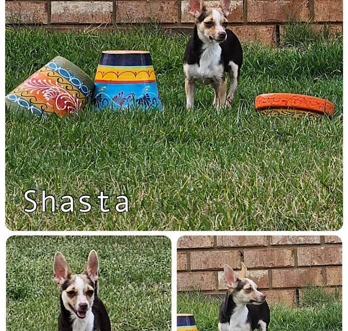 Photo of Shasta