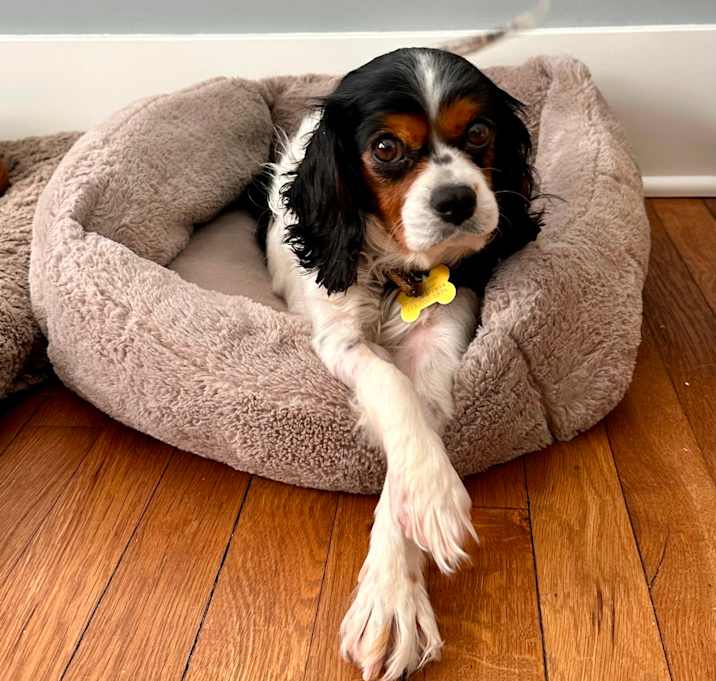Photo of Trixie