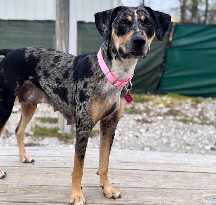 Photo of Speckles (Mom) 
