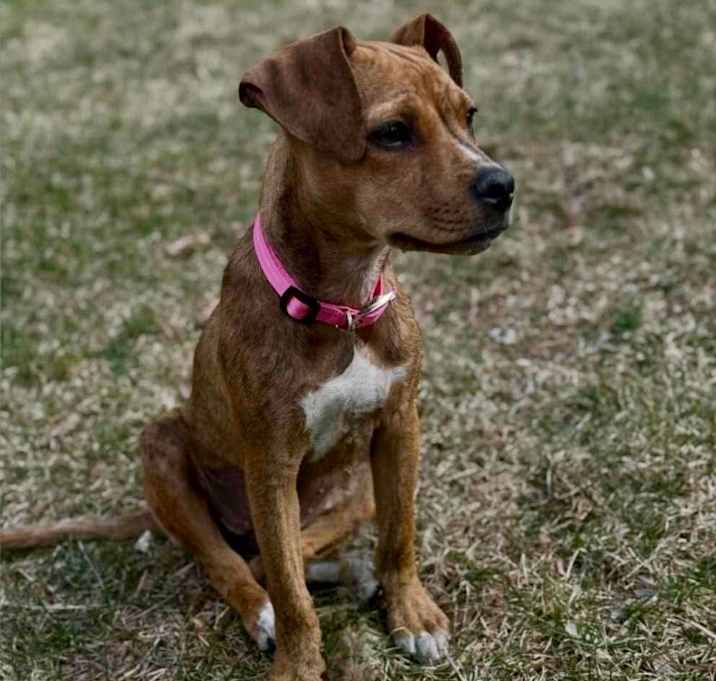 Photo of Callie