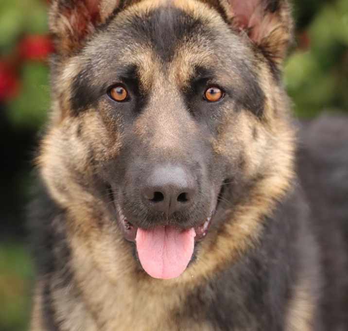 Photo of Cody von Castell