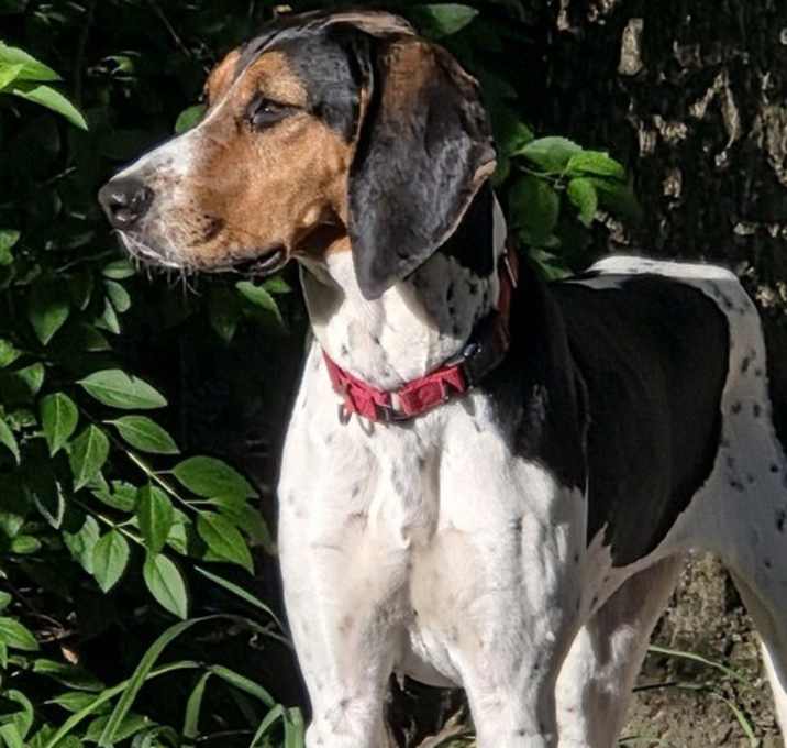 Photo of Trixie