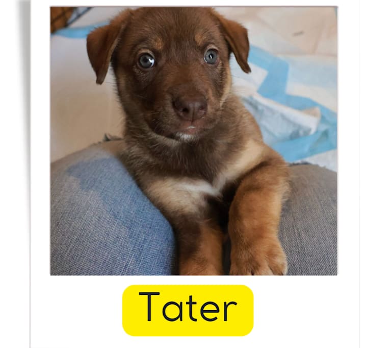 Photo of Tater